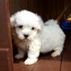 Puppies for sale Cyprus, Paphos , maltipoo