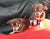 Puppies for sale Greece, Athens Chihuahua