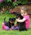 Puppies for sale Ireland, Dublin Rottweiler