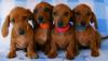 Puppies for sale Cyprus, Nicosia Dachshund