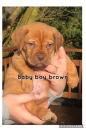 Puppies for sale Belgium, Brussels , Dogue De Bordeaux Dogs