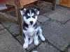 Puppies for sale Germany, Halle Haski