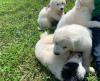 Puppies for sale Spain, Seville , Great Pyrenees