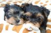 Puppies for sale Belgium, Charleroi Yorkshire Terrier
