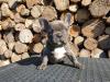 Puppies for sale USA, Alabama French Bulldog