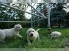 Puppies for sale Spain, Granada Labrador