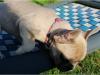 Puppies for sale Germany, Freiburg French Bulldog