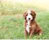 Puppies for sale Germany, Berlin , Cockapoo