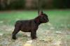 Продам щенка Slovenia, Shabatts French Bulldog