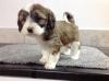 Puppies for sale Germany, Frankfurt Tibetan Terrier