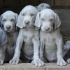 Puppies for sale Netherlands, Amsterdam Weimaraner