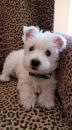 Puppies for sale Cyprus, Larnaca West Highland White Terrier