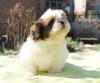Puppies for sale Germany, Dortmund Shih Tzu