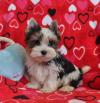 Puppies for sale Canada, Quebec Other breed, BIEWER YORKIE