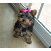 Puppies for sale Sweden, Stockholm Yorkshire Terrier