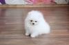 Puppies for sale Sweden, Stockholm Pomeranian Spitz