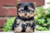 Puppies for sale Germany, Karlsruhe Yorkshire Terrier
