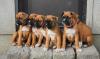 Puppies for sale Netherlands, Amsterdam Boxer