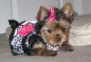Puppies for sale Netherlands, Arnhem Yorkshire Terrier