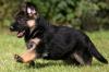 Puppies for sale Sweden, Stockholm German Shepherd Dog