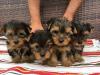 Puppies for sale Belgium, Brussels Yorkshire Terrier