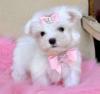 Puppies for sale Sweden, Stockholm Maltese