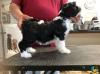 Puppies for sale Sweden, Stockholm Tibetan Terrier