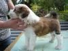 Puppies for sale France, Paris Tibetan Terrier