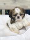 Puppies for sale Belgium, Liege Shih Tzu