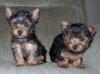 Puppies for sale Finland, Helsinki Yorkshire Terrier