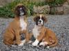 Puppies for sale Sweden, Stockholm Boxer