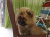 Puppies for sale Belgium, Brussels Chow Chow
