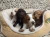 Puppies for sale Italy, Perugia Cocker Spaniel