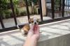 Puppies for sale Belgium, Brussels Chihuahua