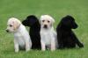 Puppies for sale Belgium, Charleroi Labrador Retriever