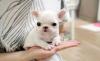 Puppies for sale Germany, Stuttgart French Bulldog