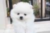 Puppies for sale Germany, Berlin Pomeranian Spitz
