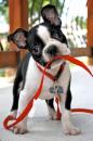 Puppies for sale Cyprus, Protaras Boston Terrier