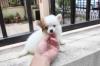 Puppies for sale Denmark, Kopenagen Chihuahua