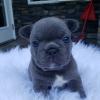 Puppies for sale Bulgaria, Sofia French Bulldog