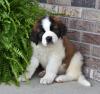 Puppies for sale Belgium, Charleroi Other breed, SAINT BERNARD