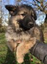 Puppies for sale Austria, Vienna German Shepherd Dog