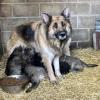 Puppies for sale Austria, Lorenzenberg German Shepherd Dog