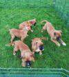 Puppies for sale Denmark, Aarhus Boxer