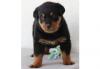 Puppies for sale Canada, British Columbia Rottweiler