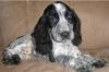 Puppies for sale Germany, Berlin English Cocker Spaniel