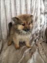 Puppies for sale Cyprus, Paphos Pomeranian Spitz