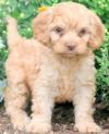 Puppies for sale Belgium, Antwerp , Cockapoo