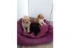 Puppies for sale Latvia, Daugavpils Poodle