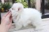 Puppies for sale Cyprus, Limassol Pomeranian Spitz